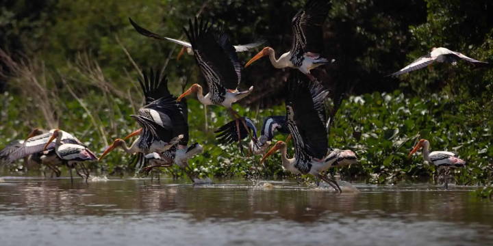 Cagar Burung Prek Toal, Surga bagi Pengamat Burung