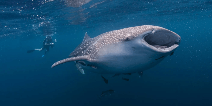 Panduan Etis Fotografi, Tanpa Flash dan Tanpa Paksaan