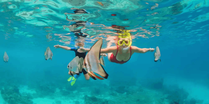Sensasi Snorkeling, Menari Bersama Pari Manta