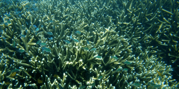 Keanekaragaman Hayati, Bertemu Penghuni Laut Andaman