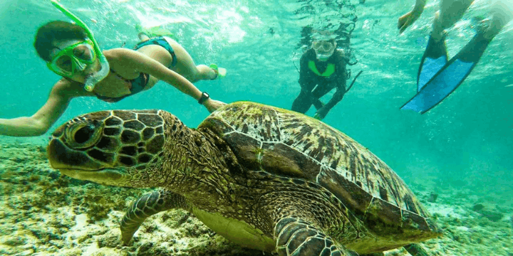 Moalboal, Sardine Run dan Kura-kura Laut