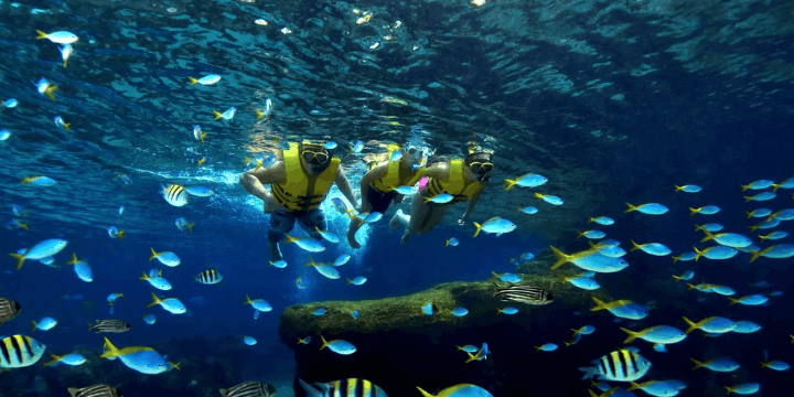 Keanekaragaman Hayati Bawah Laut yang Memukau
