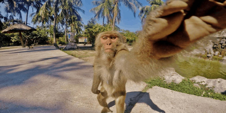 Kehidupan Liar, Bertemu dengan Sang Penghuni Asli
