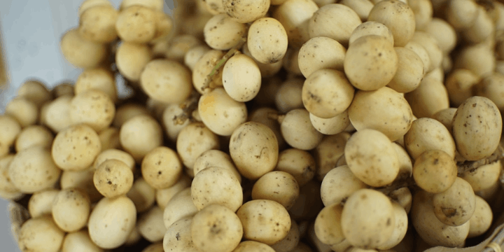 Keramahan Lokal dan Manisnya Buah Langsat Camiguin Island