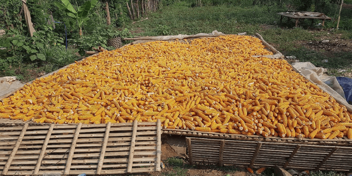 Kuliner Lokal dan Hasil Bumi Khas Koh Paen