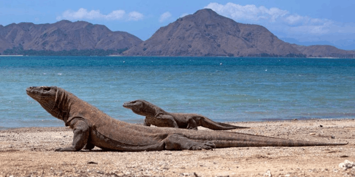 Menapaki Jejak Purba, Pertemuan Magis dengan Sang Naga
