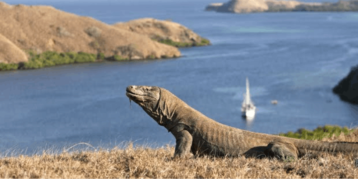 Pulau Padar, Menikmati Lanskap Tiga Warna dari Ketinggian