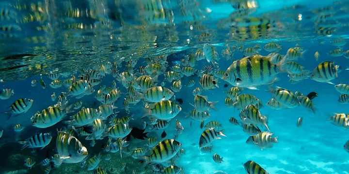 Snorkeling dan Keanekaragaman Hayati Bawah Laut